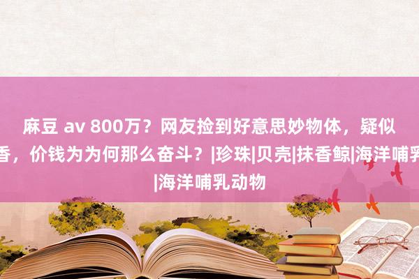 麻豆 av 800万？网友捡到好意思妙物体，疑似龙涎香，价钱为为何那么奋斗？|珍珠|贝壳|抹香鲸|海洋哺乳动物